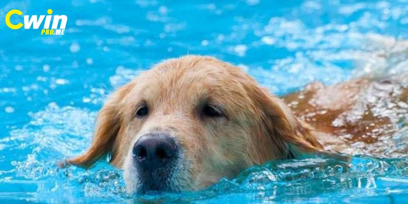 Mơ thấy chó con bơi dưới nước